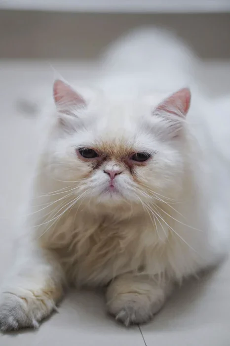 8 Foto Meme Kucing Kasihan Paling Menggemaskan 2026, Viral Banyak Dicari!