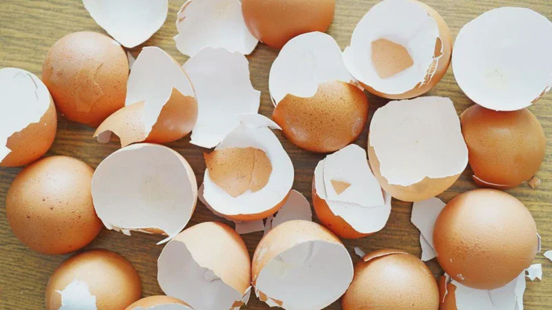 Makan Telur Picu Bisulan? Simak Fakta Medisnya yang Jarang Diketahui
