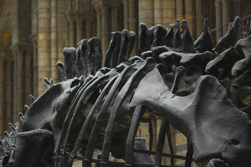 Montsechia Vidalii: Bunga Tertua di Dunia yang Hidup Sejak Zaman Dinosaurus, Fakta Terbaru Mengejutkan!