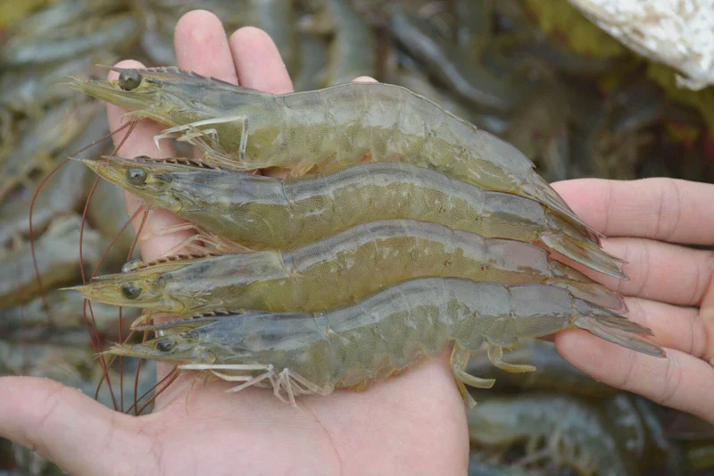 Prabowo Panen Raya Udang di Kebumen, Hasil 40 Ton per Hektar Mengejutkan 2026