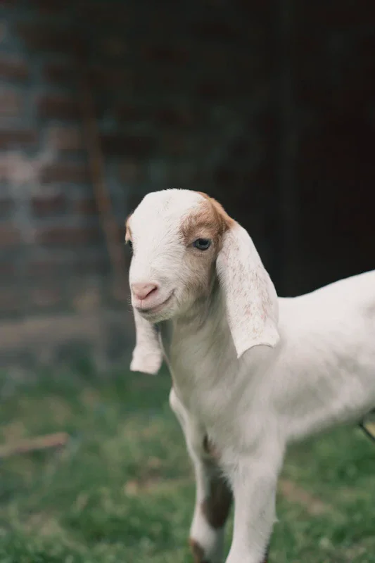 Resep Jeroan Kambing Pedas Tanpa Bau Prengus, Olahan Terbaru 2026 yang Banyak Dicari Selama Idul Adha